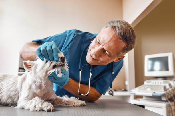 Best 24-Hour Emergency Dentist in Mystic, CT